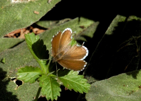 Cacyreus marshalli